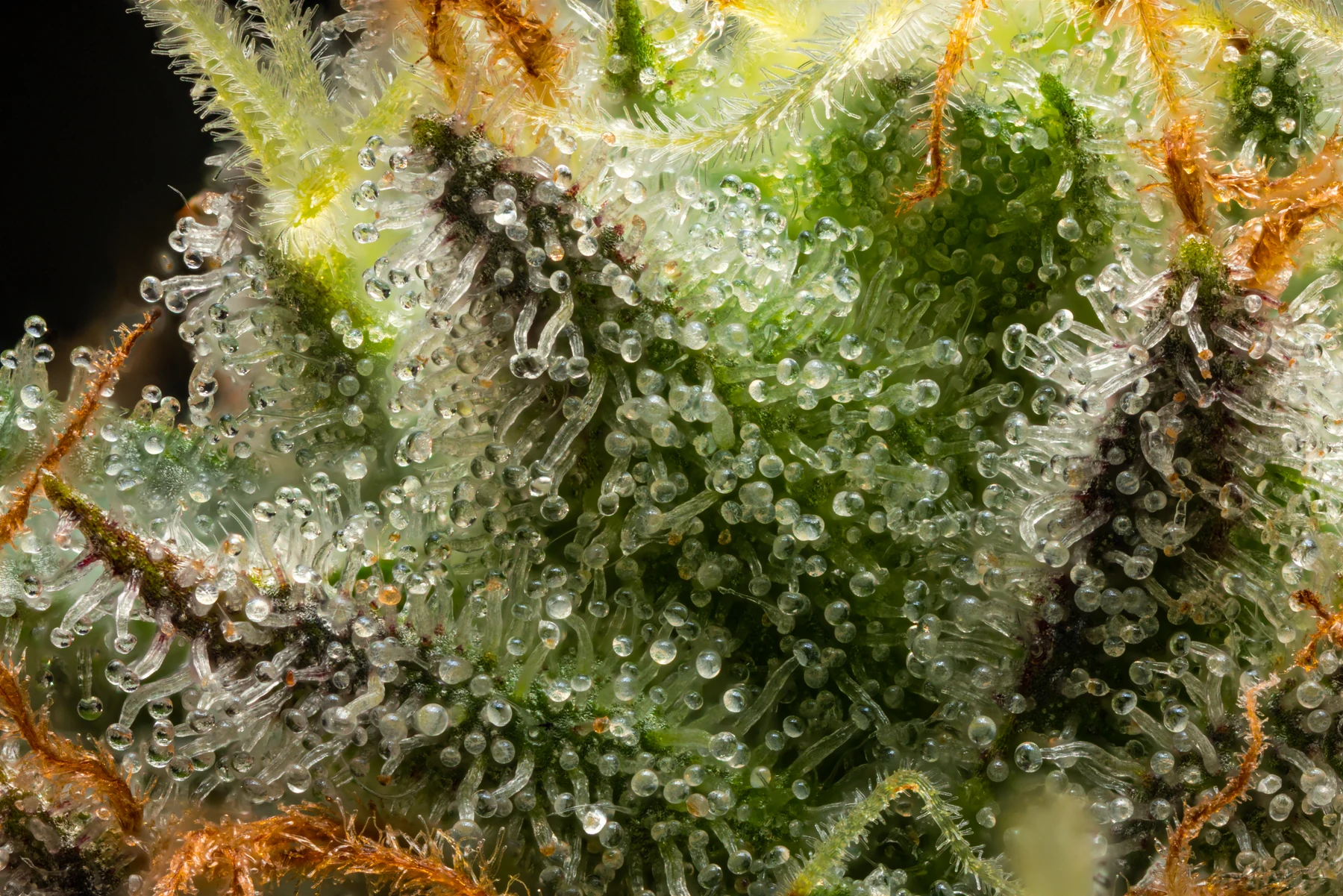 Flower close-up showing clear trichome heads, green and purple plant surfaces, and orange pistils